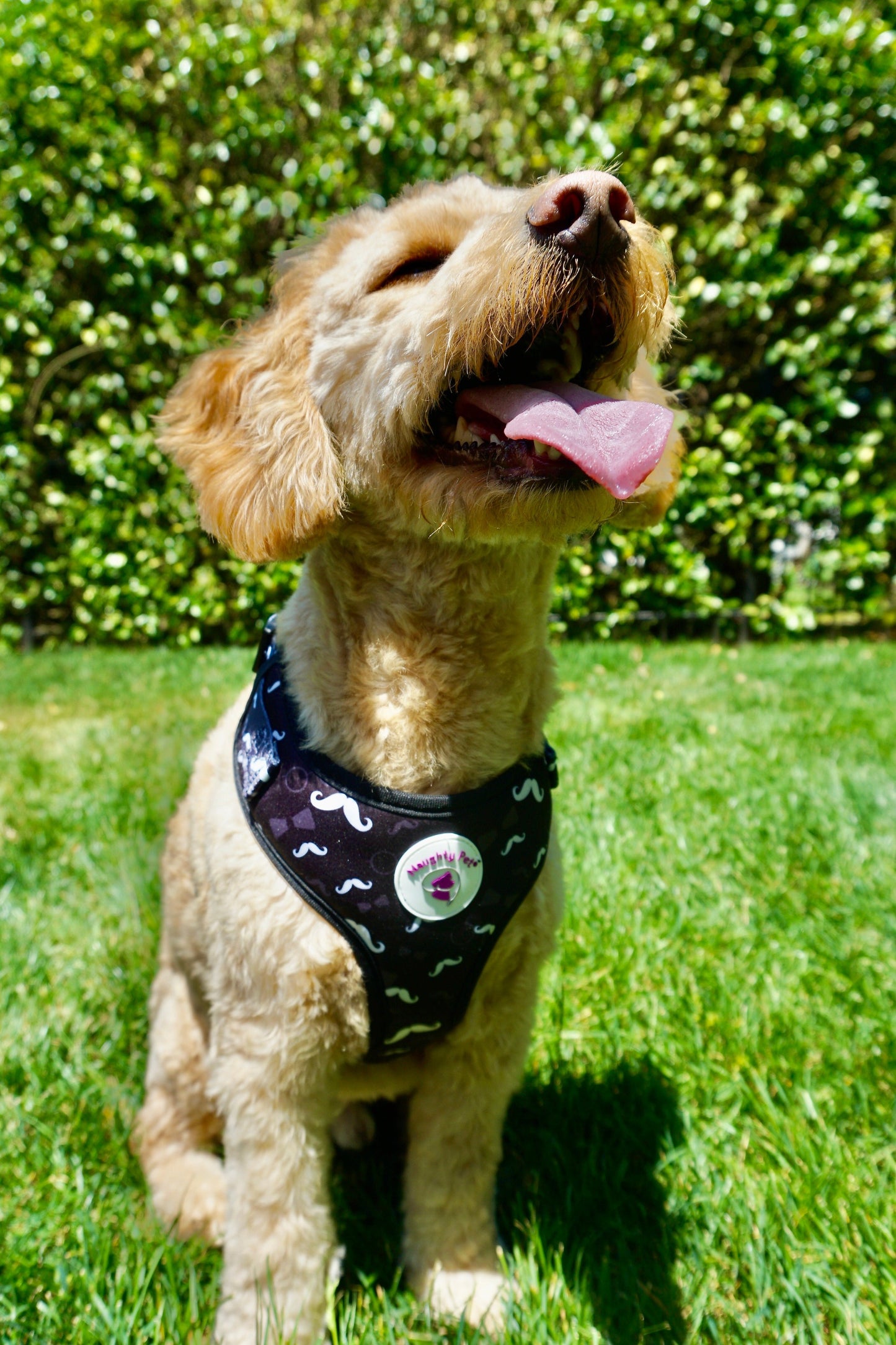 Adjustable Dog Harness - Mustache