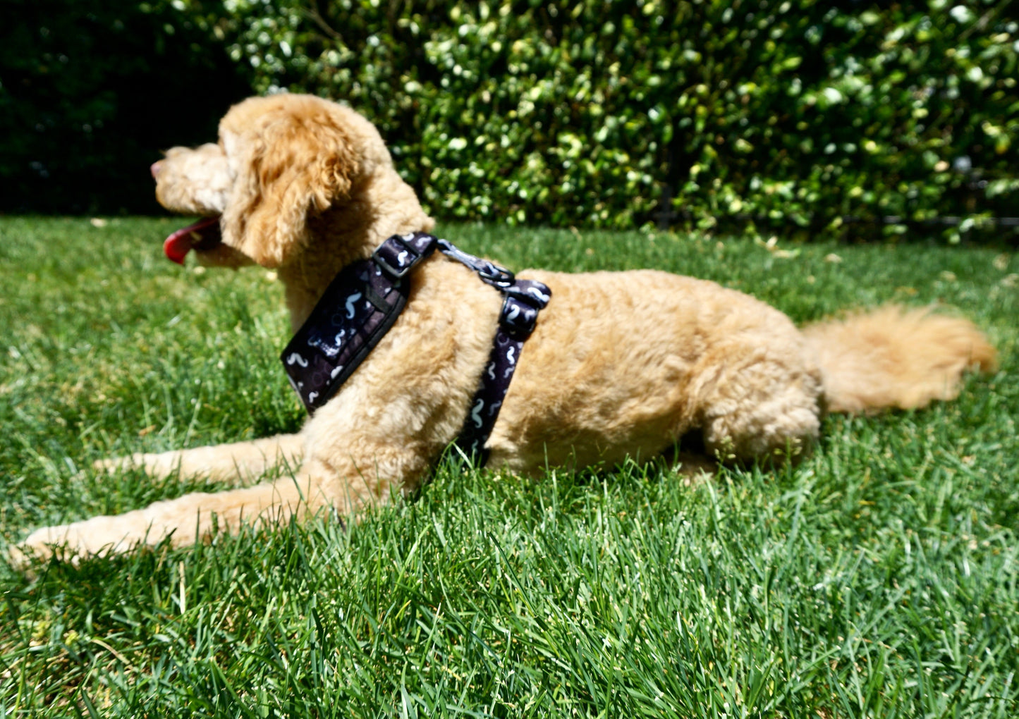 Adjustable Dog Harness - Mustache