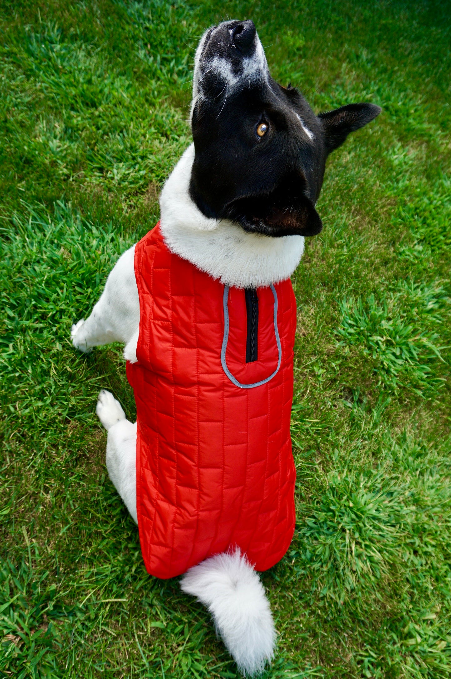 Dog Coat - Cherry Pop