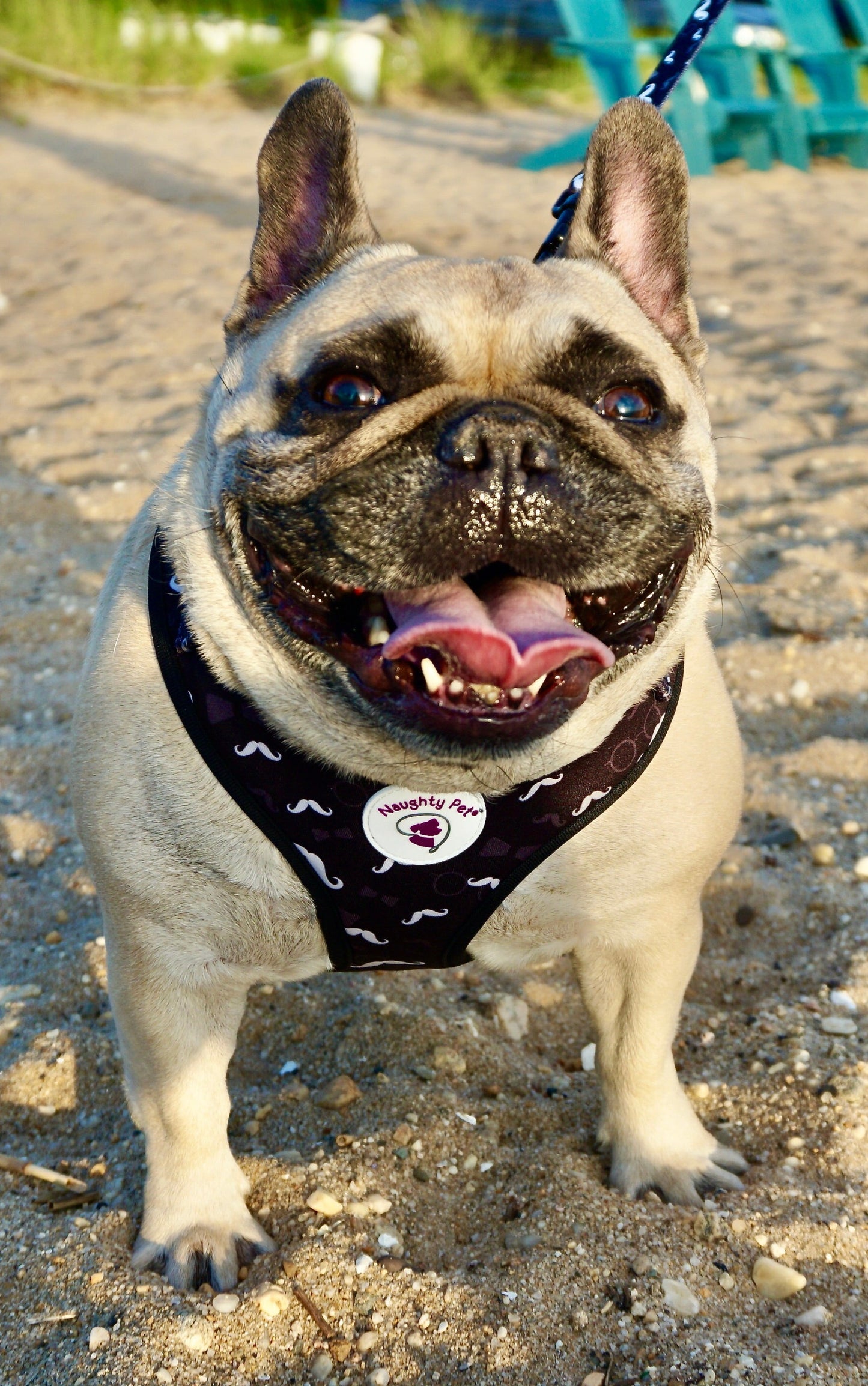 Adjustable Dog Harness - Mustache