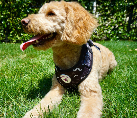 Adjustable Dog Harness - Mustache