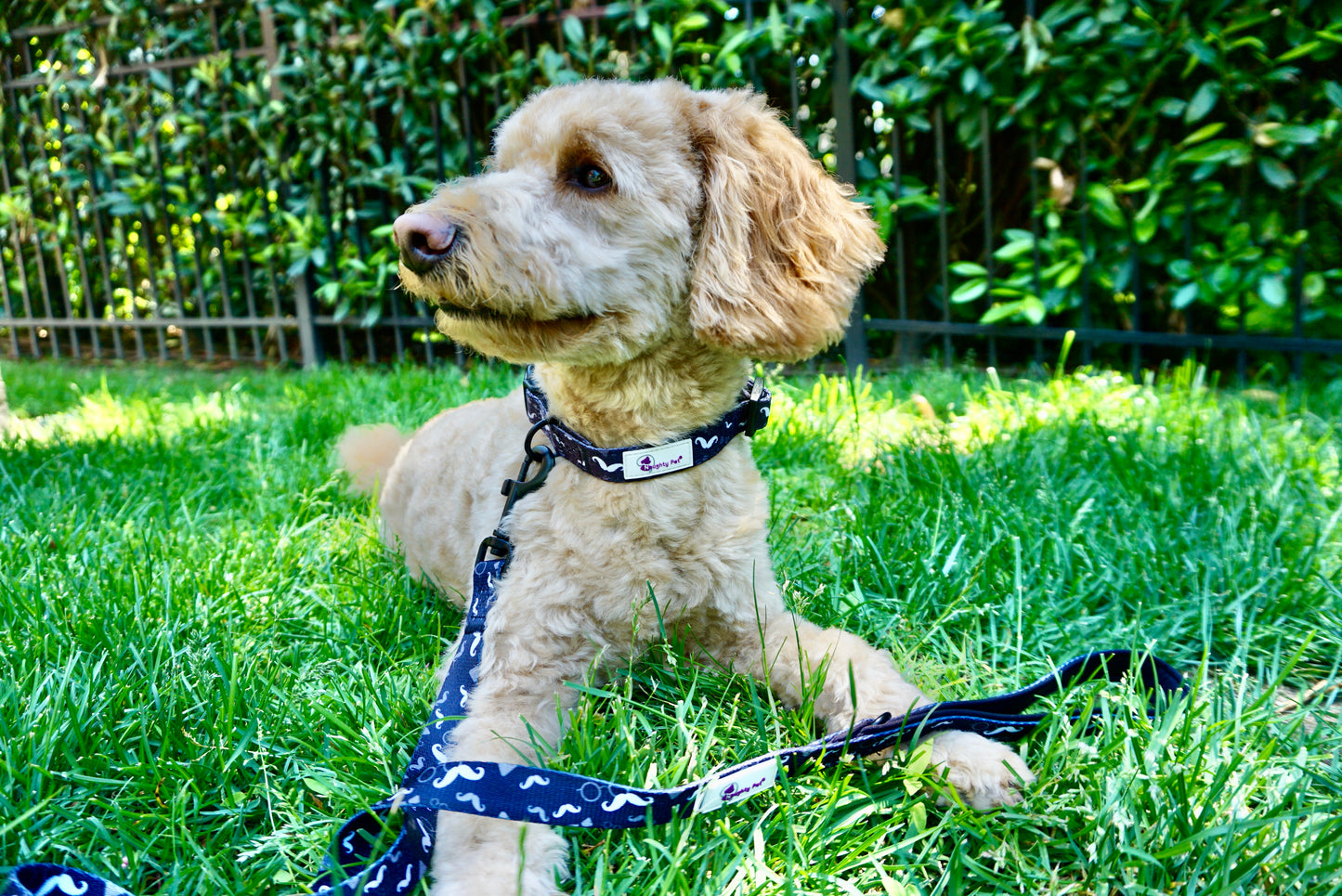 Dog Leash - Mustache