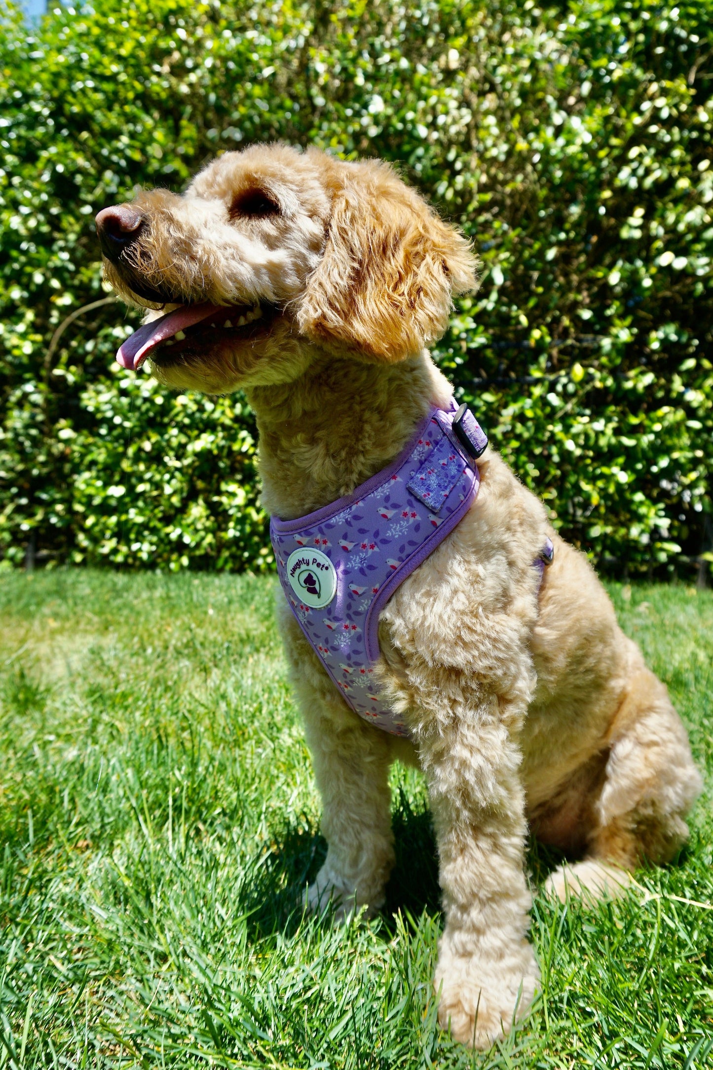 Adjustable Dog Harness - Birds In Paradise Harness on Dog