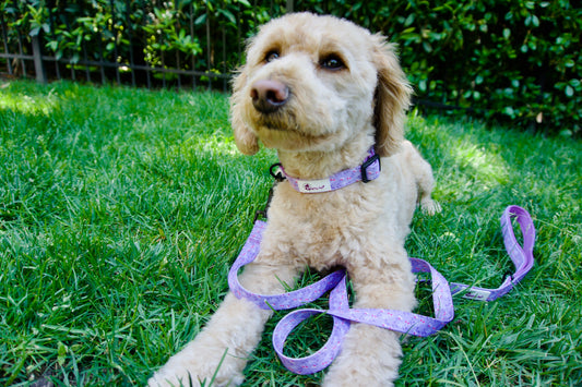 Collar and Leash Photo