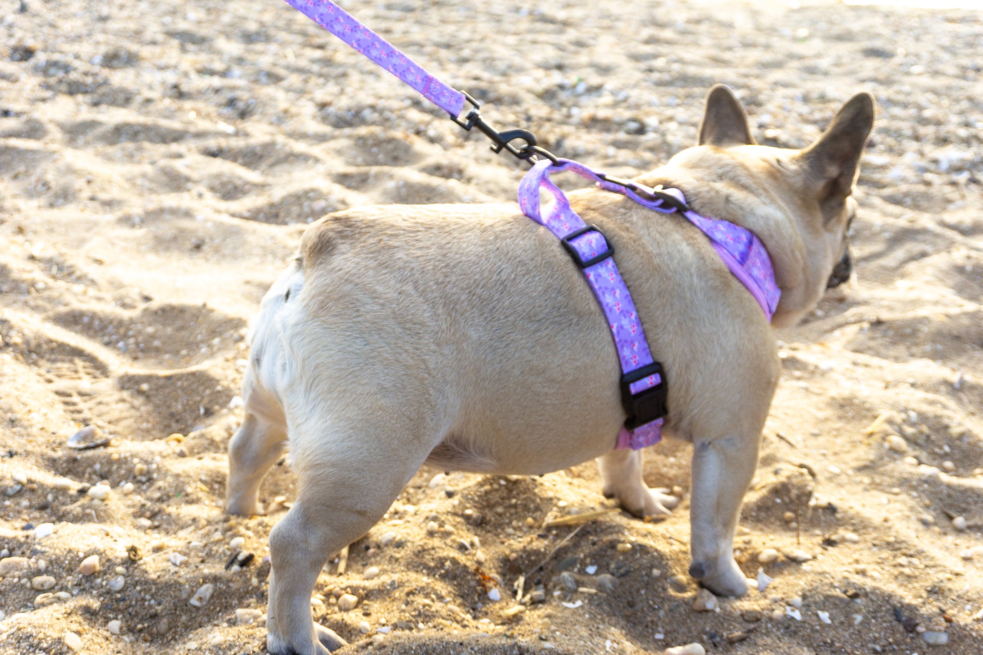 Adjustable Dog Harness - Birds In Paradise Side Image With Dog