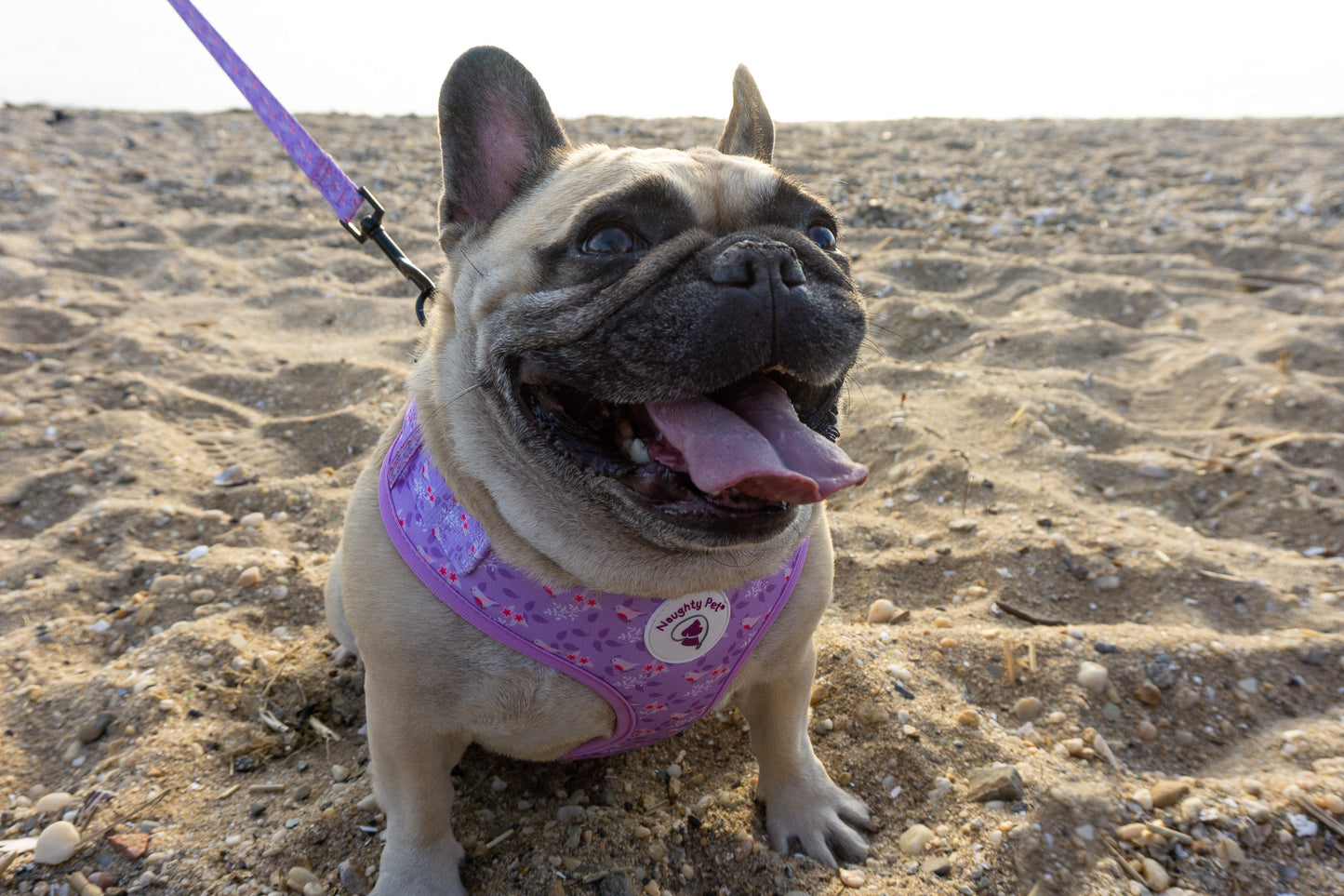 Adjustable Dog Harness - Bird In Paradise Front Image