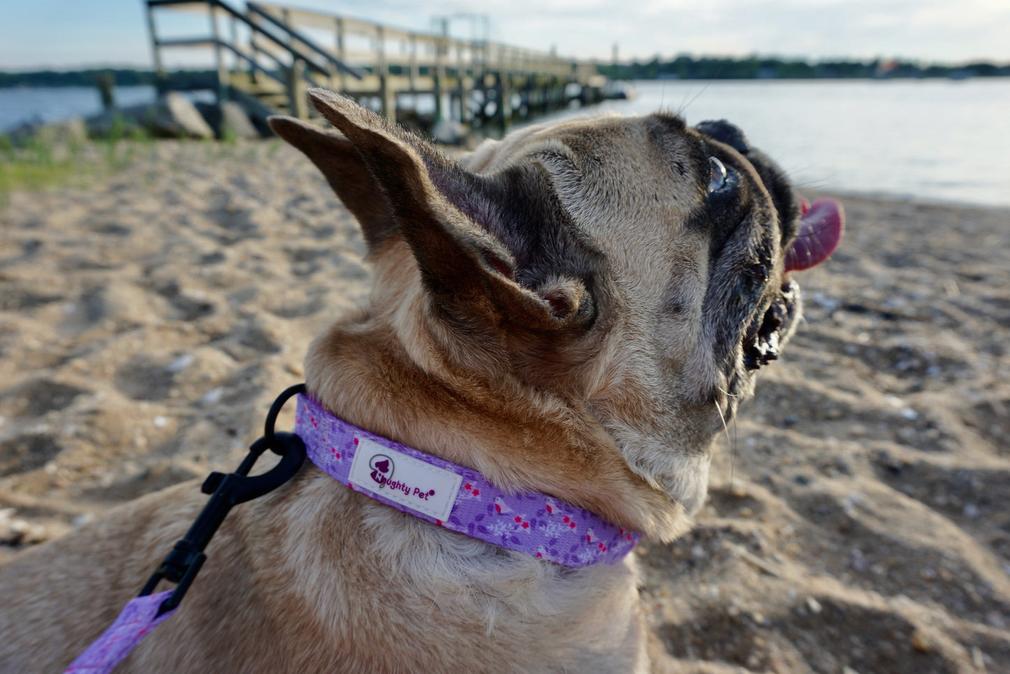 Dog Collar - Bird Paradise