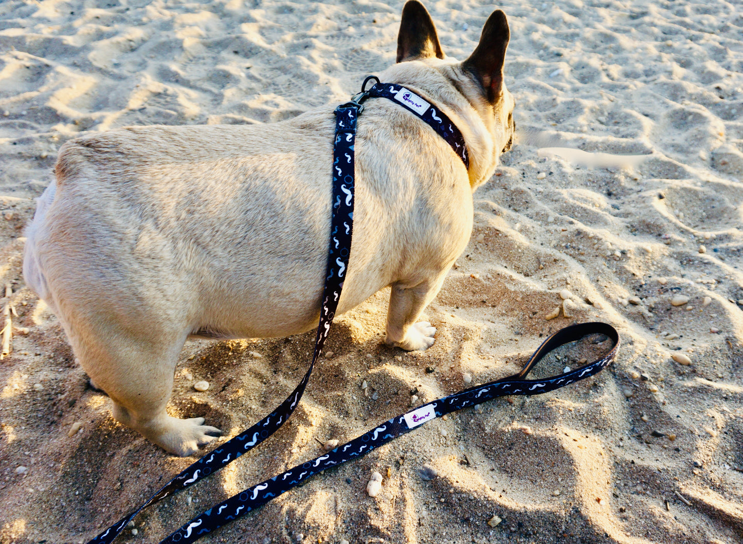 Dog Collar - Mustache