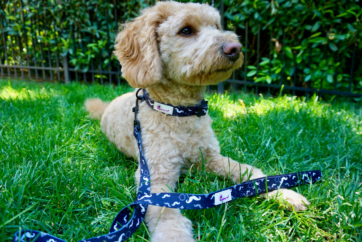 Dog Collar - Mustache