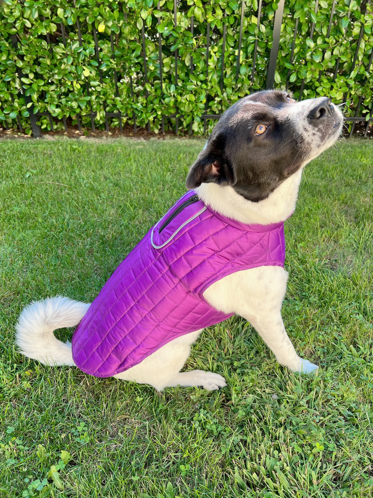 Dog Coat - Purple Haze