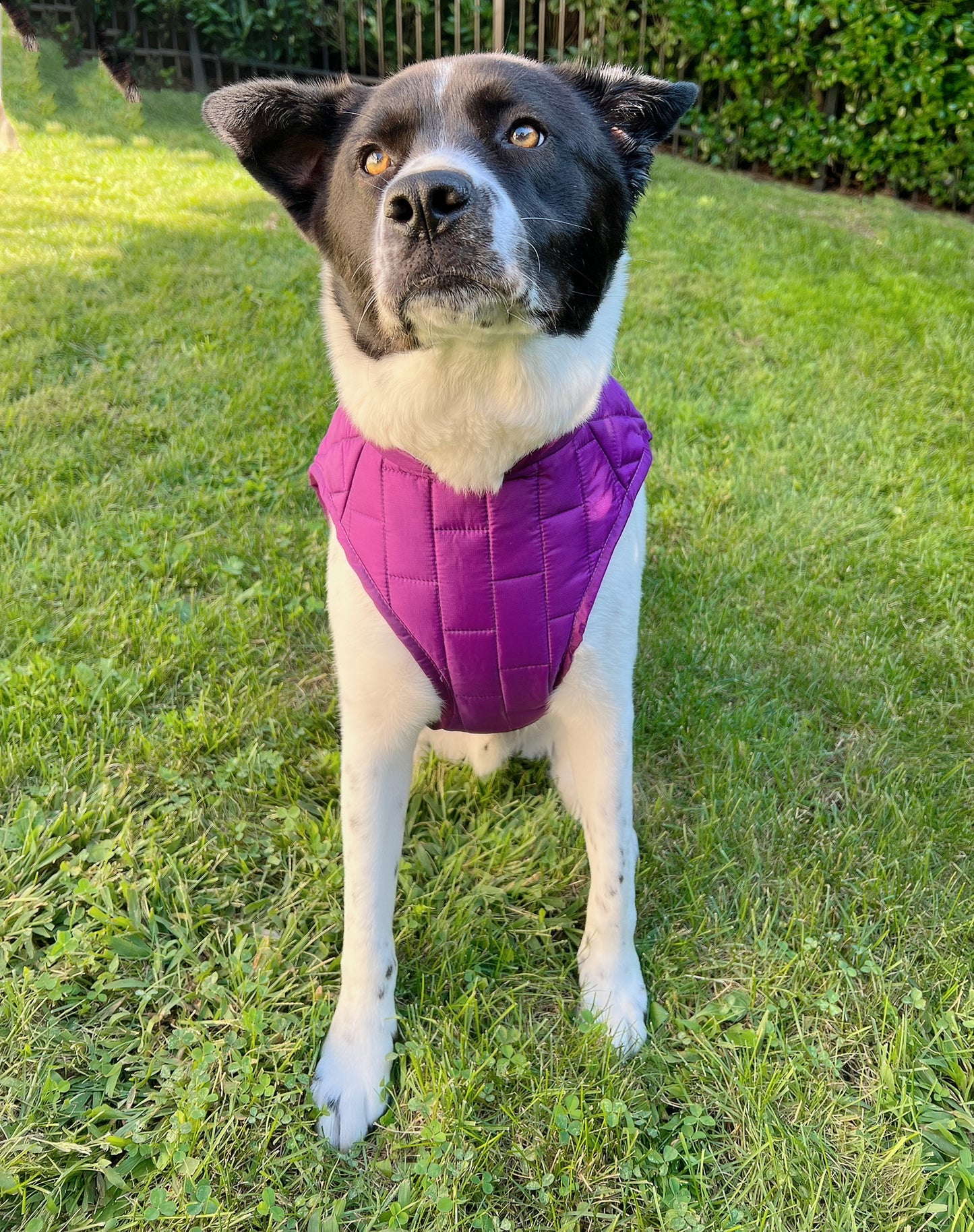 Dog Coat - Purple Haze