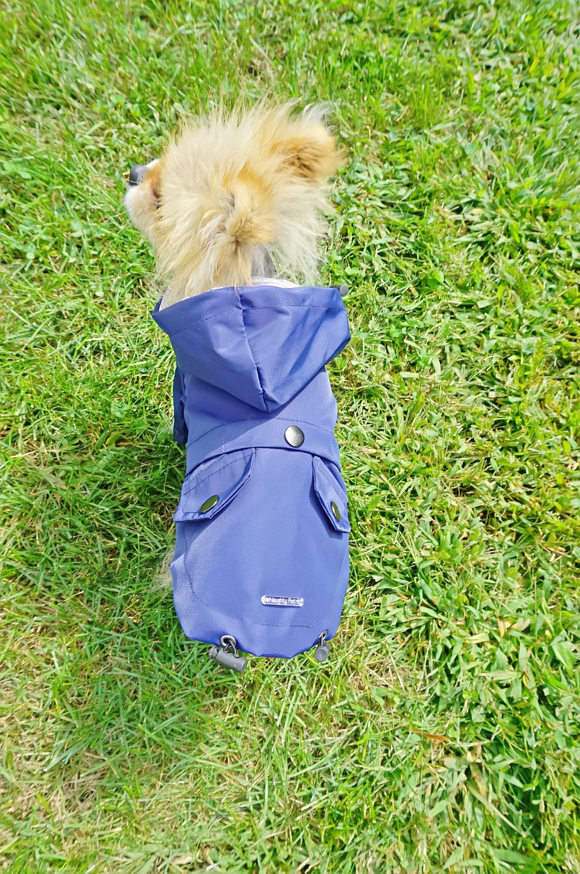 Navy raincoat top image with hood and snap buttons and toggles on dog model. 