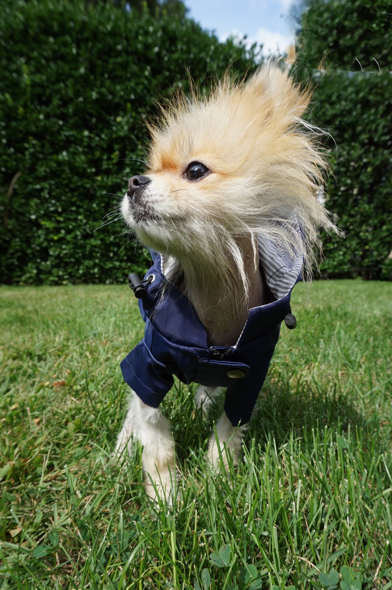 Navy raincoat front image with dog model.