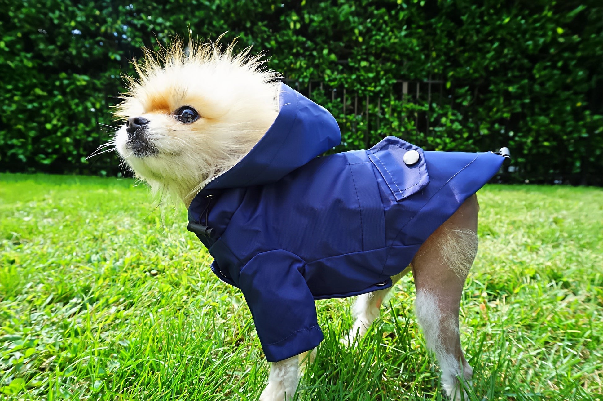 Navy raincoat side view image with dog model. 