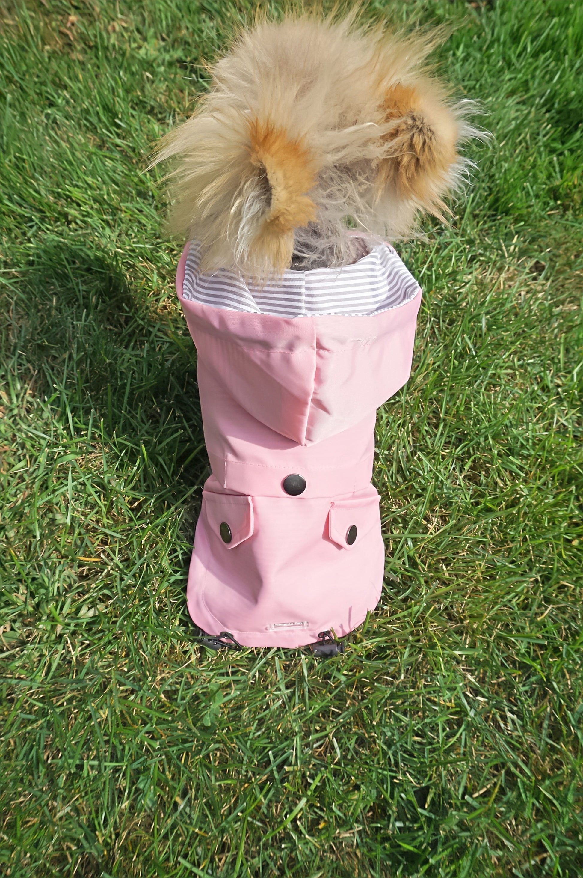 Pink raincoat top image with hood, snap buttons and toggles on dog model. 