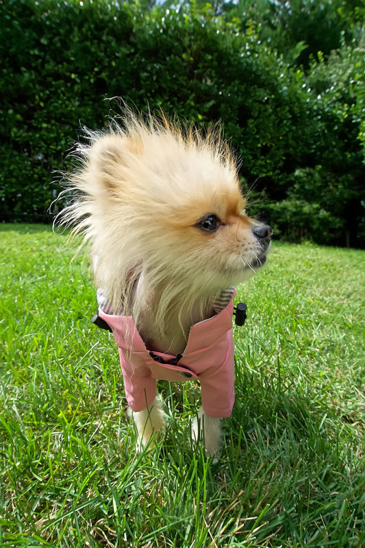 Pink raincoat front image with dog model. 